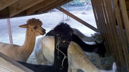 2010-10-19_09-29-08_512