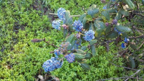 2011-01-19_purpleblossoms