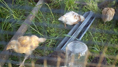 2011-04-22_19-28-58_45