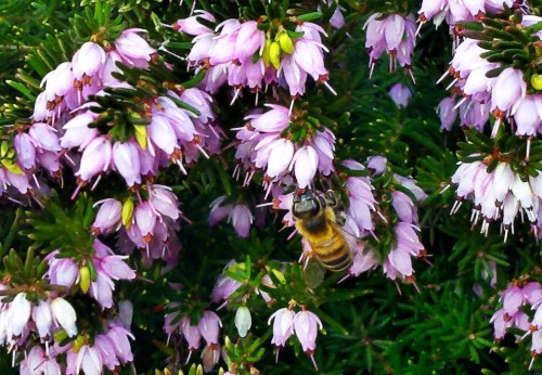 Beesontheheather